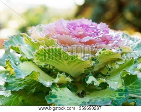 Brassica Oleracea Var. Acephala, Close Up Photo Of Decorative Plant With Morning Dew Drops.