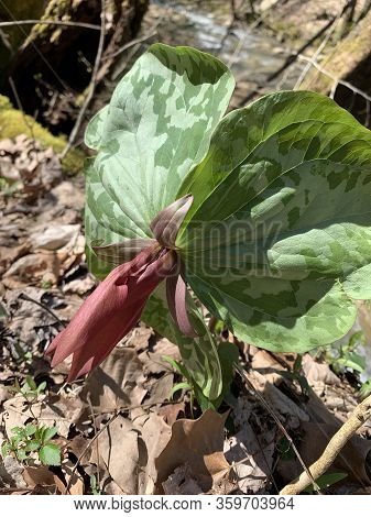 Beautiful Red Flower Blooming On Little Sweet Betsy (trillium Cuneatum) In Early Spring In Tennessee