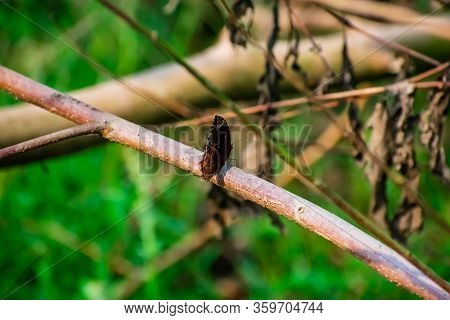 Elymnias Hypermnestra, The Common Palmfly, Is A Species Of Satyrine Butterfly Found In South And Sou