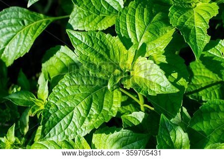 Green Leaves Caraway Is A Flavorful And Aromatic Herb For Picy Food.