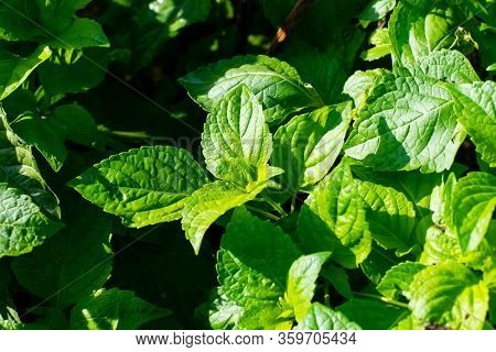 Green Leaves Caraway Is A Flavorful And Aromatic Herb For Picy Food.