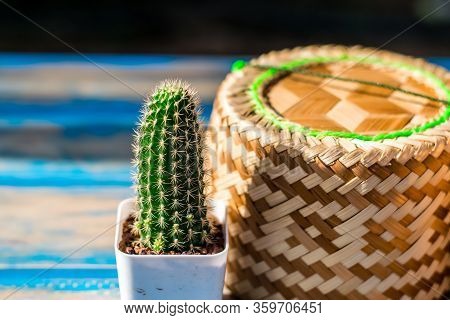 Small Cactus With Sticky Rice Kratib On A Wooden Table