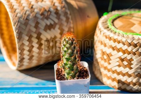 Small Cactus With Sticky Rice Kratib On A Wooden Table