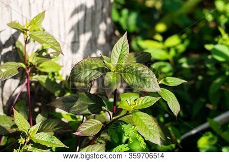 Alternanthera Brasiliana Leaves In The Garden, Ornamental Tree