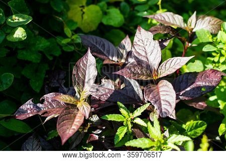 Alternanthera Brasiliana Leaves In The Garden, Ornamental Tree