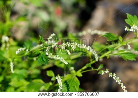 Flower Of White Mugwort, Celery (artemisia Lactiflora) In The Herb And Vegetable Garden