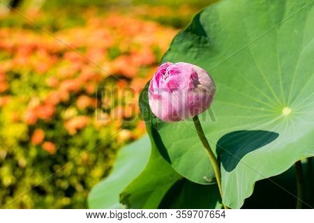 Beautiful Lotus Flower In Thai Buddhist Temple
