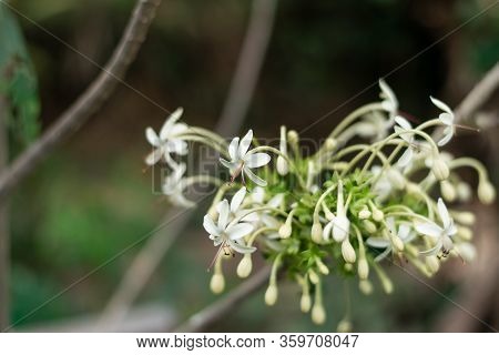 One Root Plant Flowers (clerodendrum Indicum (l.) Kuntze) Trees, Herbs Have Medicinal Properties.