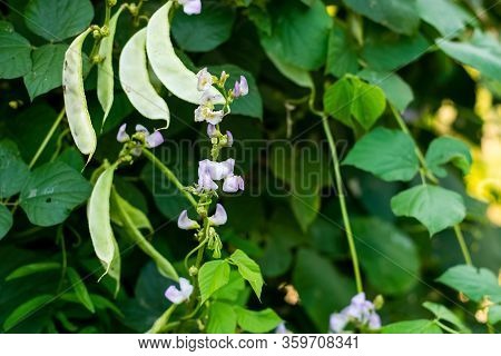 Lablab Purpureus Growing In The Vegetable Garden