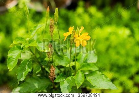 Orange Flower Of Barleria Strigosa Willd In The Herb Garden