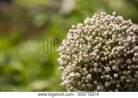 Bloomig Onion With Much Little Flowers Grow In The Garden