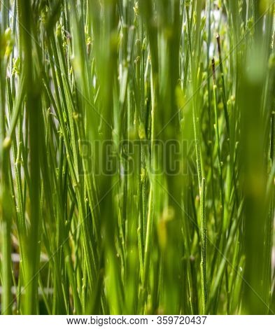 Full Frame Background Showing Lots Of Green Stipes And Stalks