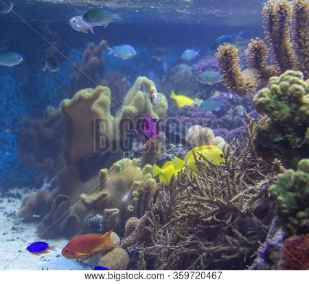 Colorful Coral Reef Scenery With Lots Of Different Corals, Sea Anemones And Fishes