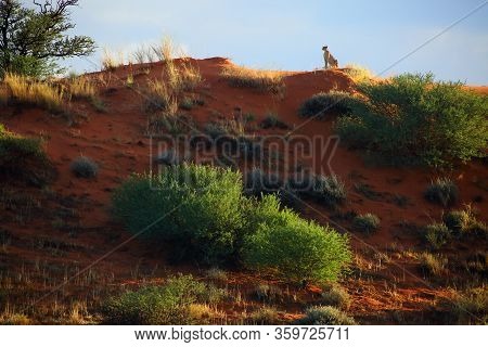 Desert Landscape With Cheetah On The Red Dune. Cheetah (acynonix Jubatus) Monitors Its Surroundings 
