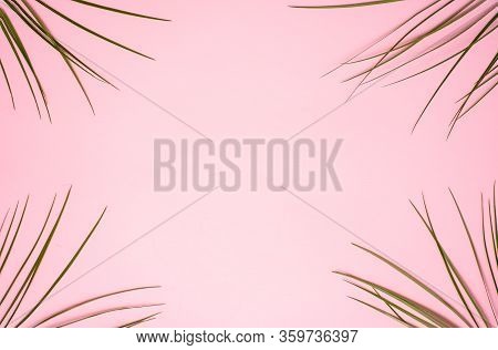 Tropical Orange Leaves Of Robelini On Soft Pink Background With Space For Text. Top View, Flat Lay. 