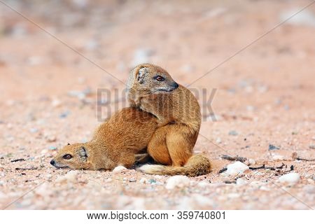 The Pair Of  Yellow Mongoose (cynictis Penicillata) Or Red Meerkat Is Mating In The Evening On Sands