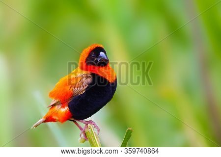 The Southern Red Bishop Or Red Bishop (euplectes Orix) Sitting On The Branch With Green Background. 