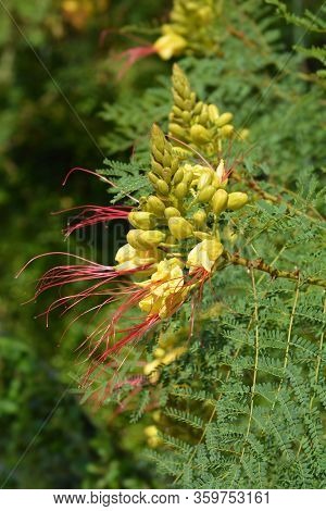 Bird Of Paradise Yellow Flowers - Latin Name - Caesalpinia Gilliesi (erythrostemon Gilliesii)