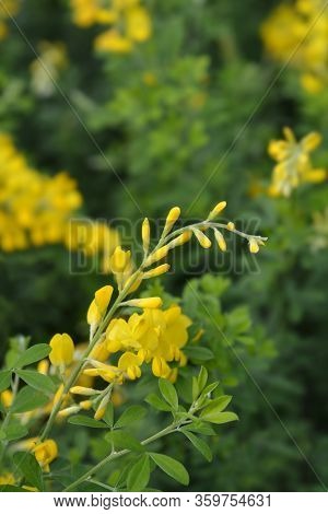 Easter Broom Flowers - Latin Name - Genista X Spachiana