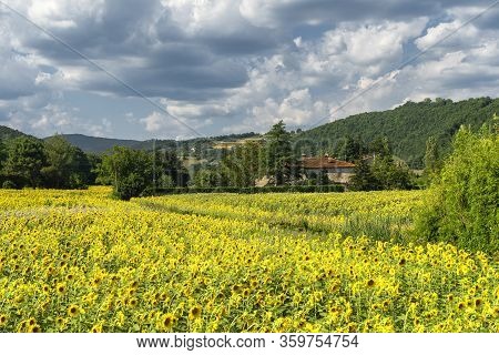 Summer Landscape Along The Road To Valico Scheggia, Arezzo, Tuscany, Italy