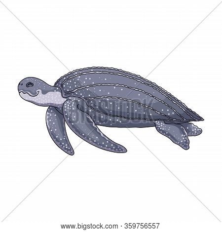 Turtle Vector Icon.cartoon Vector Icon Isolated On White Background Turtle.