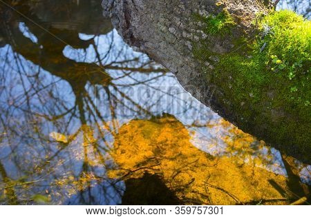 Trunk Full Of Green Lichens At Muelas River, Cornalvo Natural Park, Extremadura, Spain
