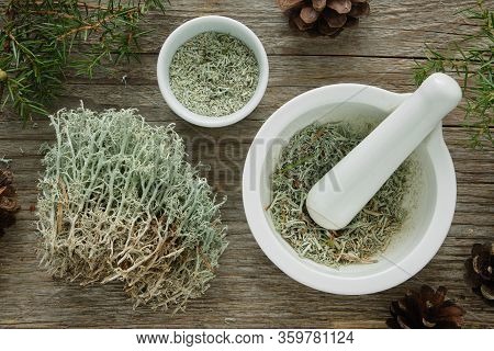 Healthy Natural Medicines Of Moss, Reindeer Lichen And Juniper. Herbal Medicine.
