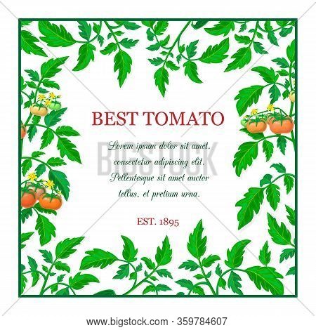 vector label or banner with red ripe tomato fruits, green leaves. square tomato composition with branches, fruits, yellow flowers and place for text. fresh vegetable frame. organic healthy food banner.