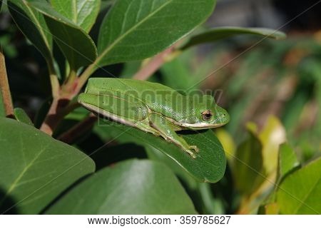 American Green Treefrog (hyla Cinerea) Sitting On A Large Leaf Ready To Jump