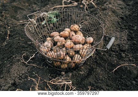 Fresh And Raw Potatoes In A Basket On A Field, Harvest Concept