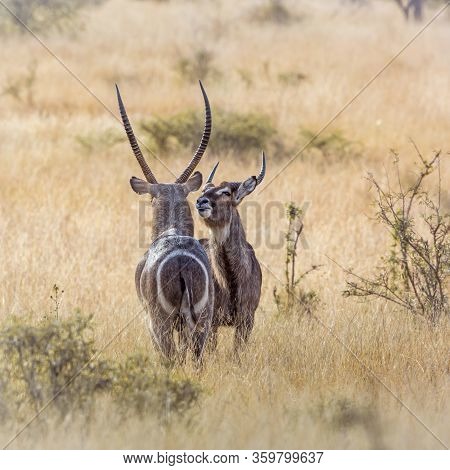 Two Common Waterbucks Face To Face In Savannah In Kruger National Park, South Africa ; Specie Kobus 