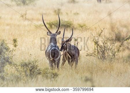 Two Common Waterbucks Face To Face In Savannah In Kruger National Park, South Africa ; Specie Kobus 