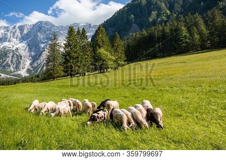 Summer In Jezersko, Slovenia Mountain Valley Pasture With Kamnik-savinja Alps