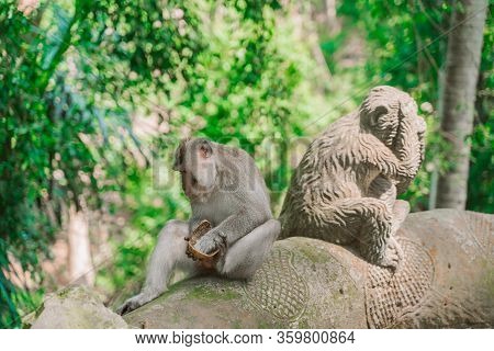 A Funny Monkey Is Sitting Next To A Statue Of A Monkey And Eating A Coconut. Monkeys In Their Natura