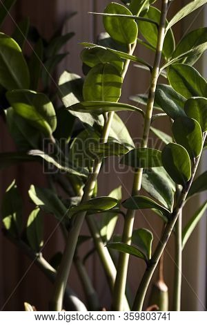 Zamioculcas Near The Window On Sunny Day