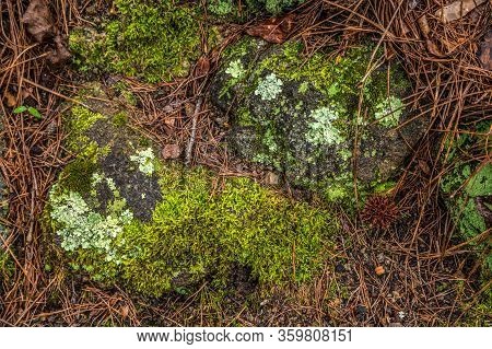 Several Different Species Of Lichens And Mosses Growing On The Large Rocks On The Woodland Ground In