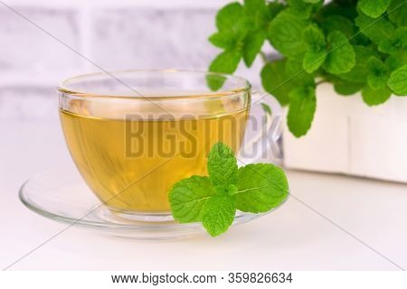 Mint Tea And Fresh Mint In The Background. Mint Tea On A White Background. Close-up.
