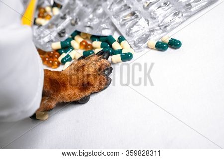 Ginger Dog Paw On The White Table With A Tablets, Pills And Blisters. Pet In Medical Coat, Concept O