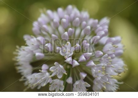 Allium Polyanthum Onions Inflorescence Having Seeds. Selective Focus On Blooming Onion Flower With N