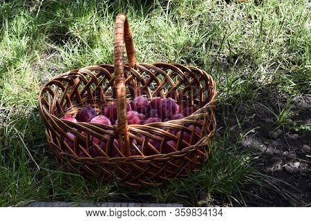 Closeup Picture Of Wickerwork Handbasket Full Of Fresh Juicy Riped Blue Plums From Organic Farming J