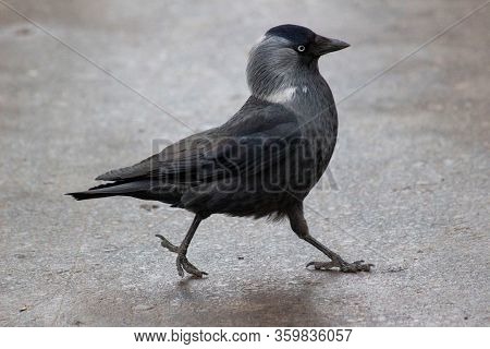 A Rook Bird Walks Along The Asphalt With An Important Gait