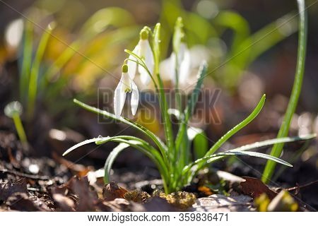 Snowdrops (galanthus) In The Sunlight. Harbingers Of Warming Symbolize The Arrival Of Spring.