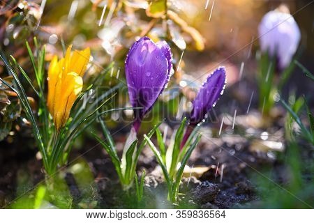 Blooming Crocuses With Rain In The Sunlight (crocus Vernus, Spring Crocus).