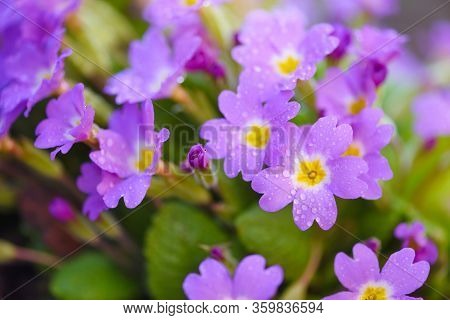 Spring Flowers Of Primula Juliae (julias Primrose) Or Purple Primrose With Dew Drops In The Spring G
