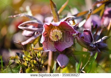 Beautiful Pink Helleborus With Drops Of Dew, Spring Flowers In Garden