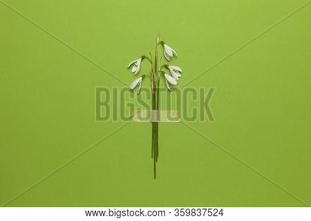 Spring Snowdrop Flowers Are Glued With Tape On A Green Background. Romantic And Tender Congratulatio
