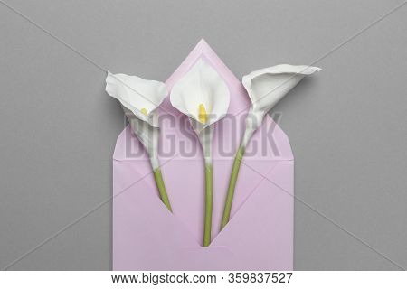 Fresh Calla Flowers In A Mail Envelope On A Gray Background. Creative Birthday Greetings Or Romantic