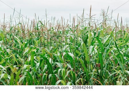 Rows Of Fresh Unpicked Green Corn Beautiful Background