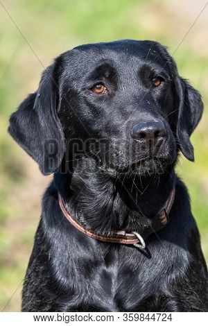 Close Up Of A Cute Black Labrador Puppy Sitting