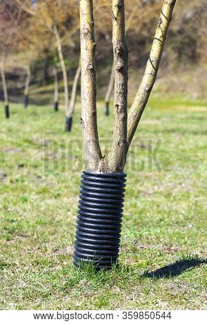 Plastic Fence So That Beavers Do Not Chew On Mature Trees. Experienced Lumberjacks Cannot Get Their 